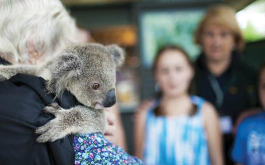 Koalas are in critical danger in the Australian wildfires
