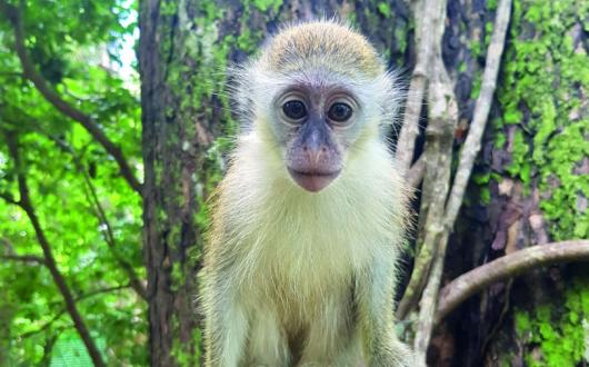 Barbados Wildlife Reserve in the north-east of the island