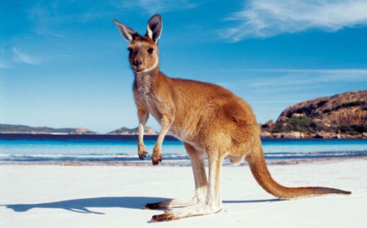 Turkish Airlines will serve Australia for the first time in 2024