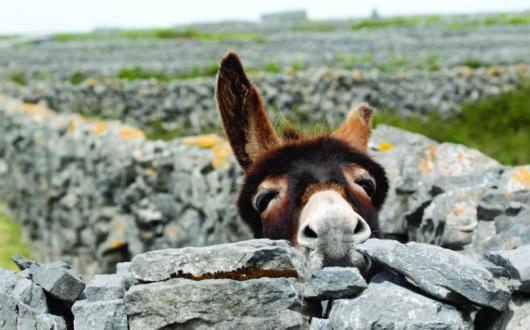 Agents are switching to book clients on to UK breaks and 2021 departures