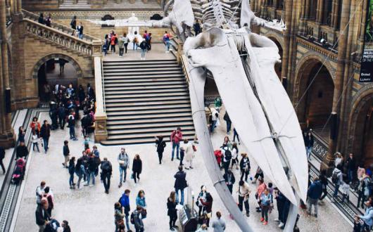Natural History Museum. Picture: Pauline Loroy/Unsplash