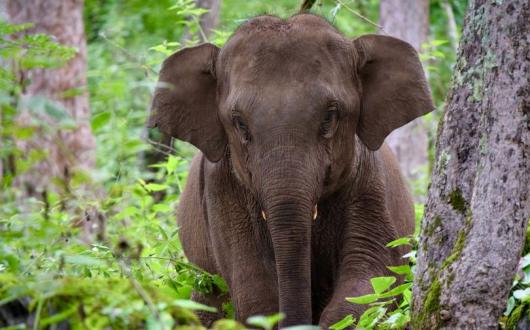 One of Explore's projects is the Mahouts Elephant Foundation