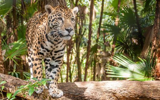 5 top tips for switch-selling to Latin America