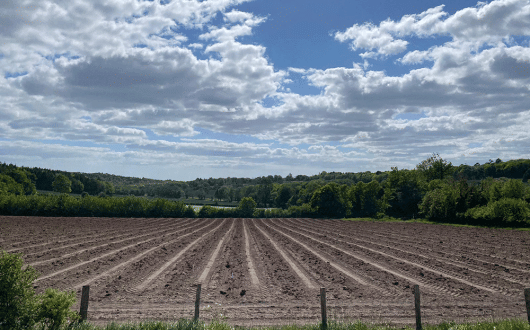 The Pig is to make its own wine