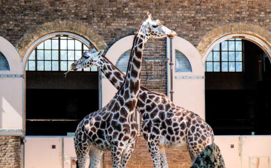 Zoos in England will be allowed to reopen from 15 June (Credit: Richard Cook / Unsplash)