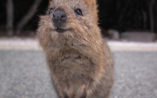 Quokka_image_1.jpg