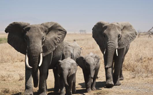Tanzania_Serengeti_Elephant_Herd.jpg
