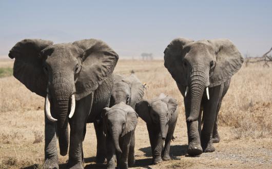 Elephants are among the animals parliament wants to protect