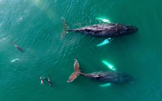 Wildlife campaign manager Katheryn Wise said travel companies play a "huge role" in driving captive dolphin entertainment through sales and promotion