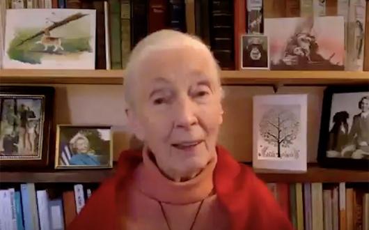 WTM Virtual: 'We brought the pandemic on ourselves', says conservationist Jane Goodall