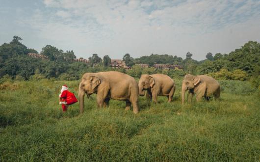 Santa_Claus_and_the_Elephants_-_Anantara_Golden_Triangle.jpeg