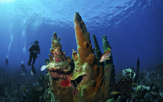 Bucket-list experiences to recommend in the Caribbean