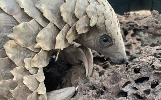 Pangolin.jpg