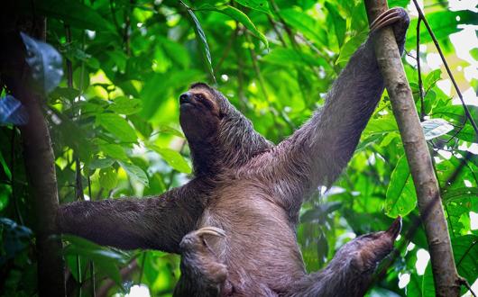 Sloth-in-Manuel-Antonio-NP-Costa-Rica.jpg
