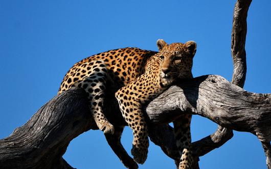Leopard in the Okavango Delta (credit: Colin Watts, Unsplash)