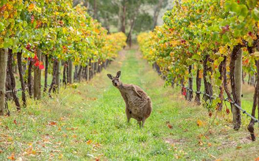 Miles Morgan Travel agent crowned winner of two-week Australia holiday