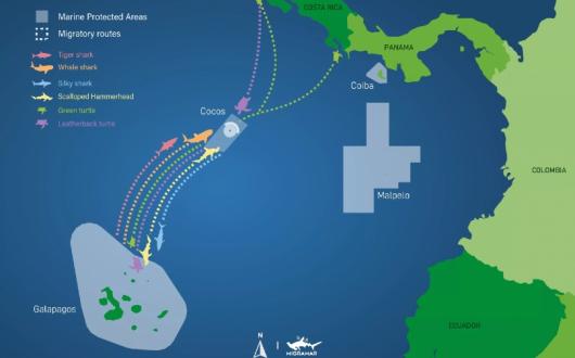 Galapagos-Cocos Swimway is a key migration route for marine life