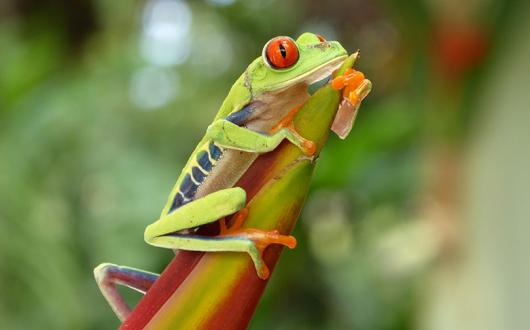 Latin Routes reports 'unprecedented demand' for Costa Rica