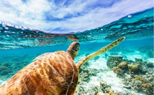 Sandals customers can take part in the schemes