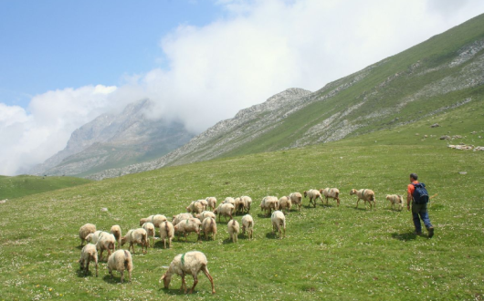 It claims to be the first tour operator in the UK to make the move