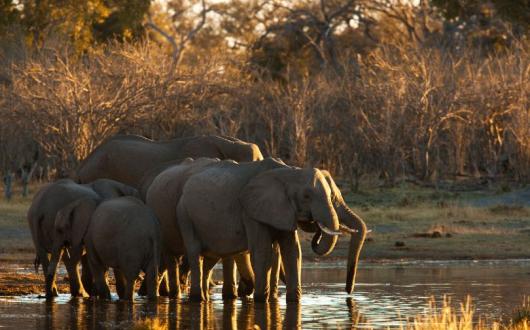 Great Plains Expeditions is offering a new mobile safari trip around Botswana (Credit: Beverly Joubert, Selinda Exploreres, Wildlife Botswana)