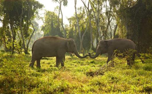 The initiative will help rangers protect endangered species such as elephants in Thailand
