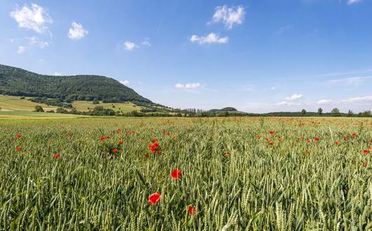Discover the sunny side of Germany