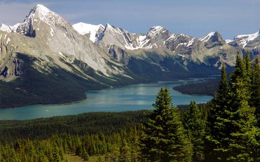 Win one of five ‘black bear’ travel pillows with Travel Alberta