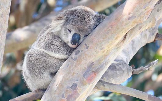 Australian Wildlife Journeys has a new experience that helps koalas recover from the bushfires