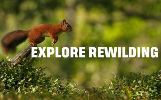 Rewilding Britain will receive a donation from every booking taken by Explore