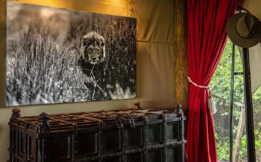 Great Plains camps in Africa feature wildlife photographs taken by co-founder Beverly Joubert