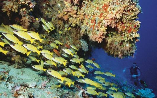 Soneva Foundation plans to create one of the largest coral farms in the world