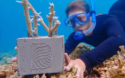 Planting coral fragments at Baros Maldives 