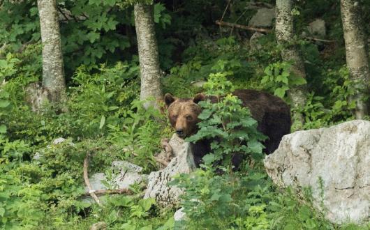Brown_bear_Credit__Nino_Salkic___Rewilding_Europe.jpg