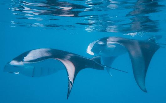 The Nautilus is offering guests trips to see manta ray in nearby Hanifaru Bay