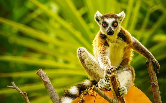 Ring-tailed lemurs may be spotted on a Newmarket Holidays Madagascar tour