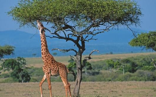 Newmarket said safari trips were in high demand (Credit: Newmarket Holidays)