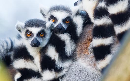 Titan’s Madagascar: Land of the Lemurs tour is one of its most popular