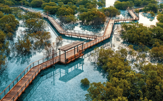 Mangrove-forest-project.gif