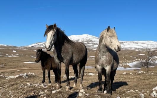 Intrepid-Travel-Bosnia-Wild-Horses-Near-Livno.jpg