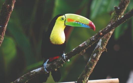 KEEL_BILLED_TOUCAN_A_CMYK_METhumb.jpg