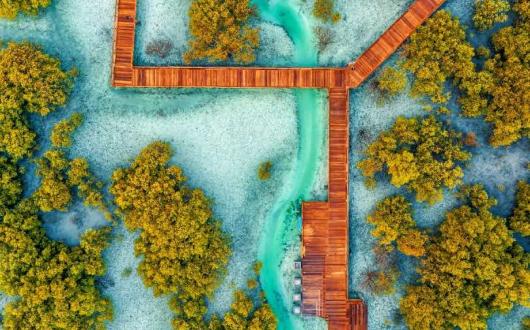 The Etihad Forest project involves planting mangrove trees to remove CO2 from the air