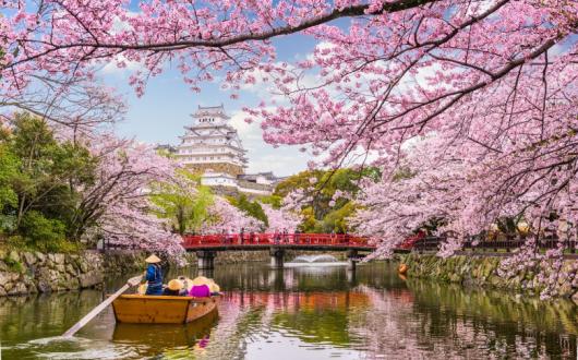 Cherry blossom season is the most desirable time to visit Japan