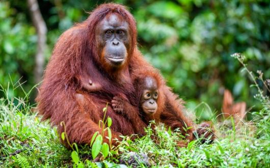 Orangutan with a cub in Borneo, which is proving popular