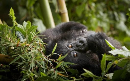 New lodge set for Rwanda’s gorilla-trekking territory