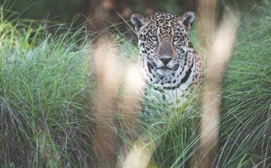 RE_Jaguar_-_Caiman_Ecological_Refuge_-_Brazil_CMYK_sml_METhumb.jpg