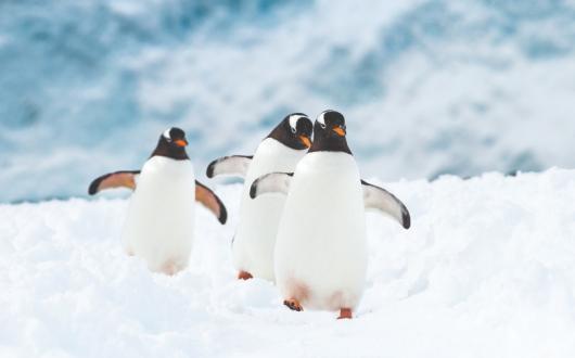 Penguins outnumber people in Antarctica. Credit: Stefan Dall