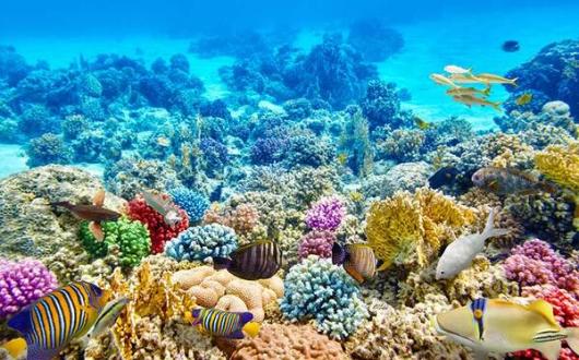 Coral-reef-marine-life-iStock-473592458_METhumb.jpg