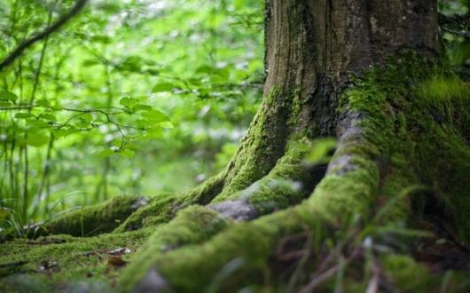 (Credit: Mali Maeder / Pexels)