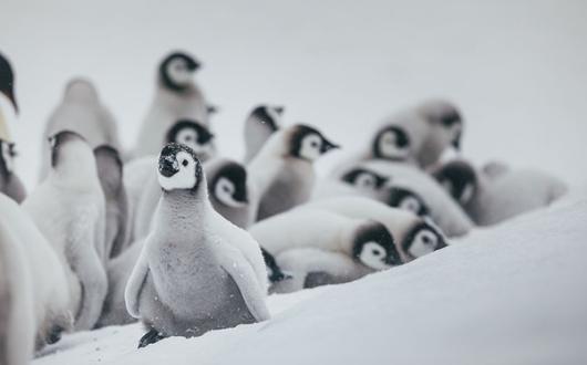 5 top places to see penguins in the wild
